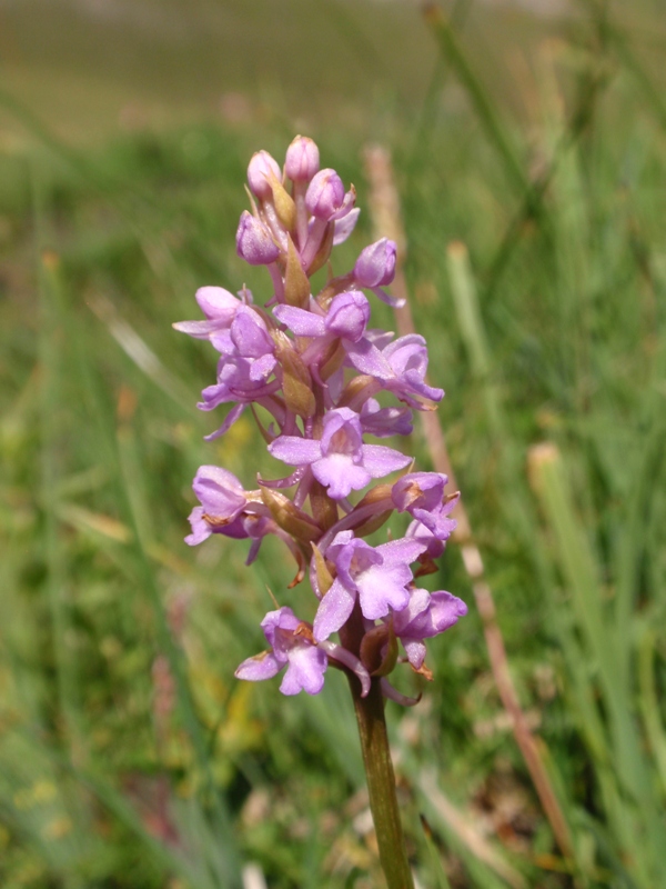 Gymnadenia conopsea
